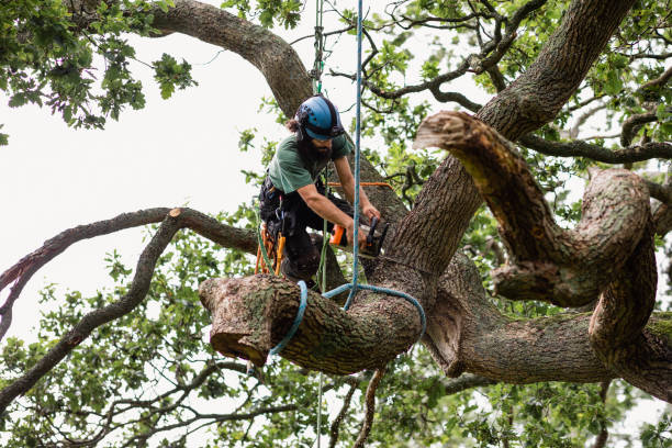 How Our Tree Care Process Works  in  Maypearl, TX